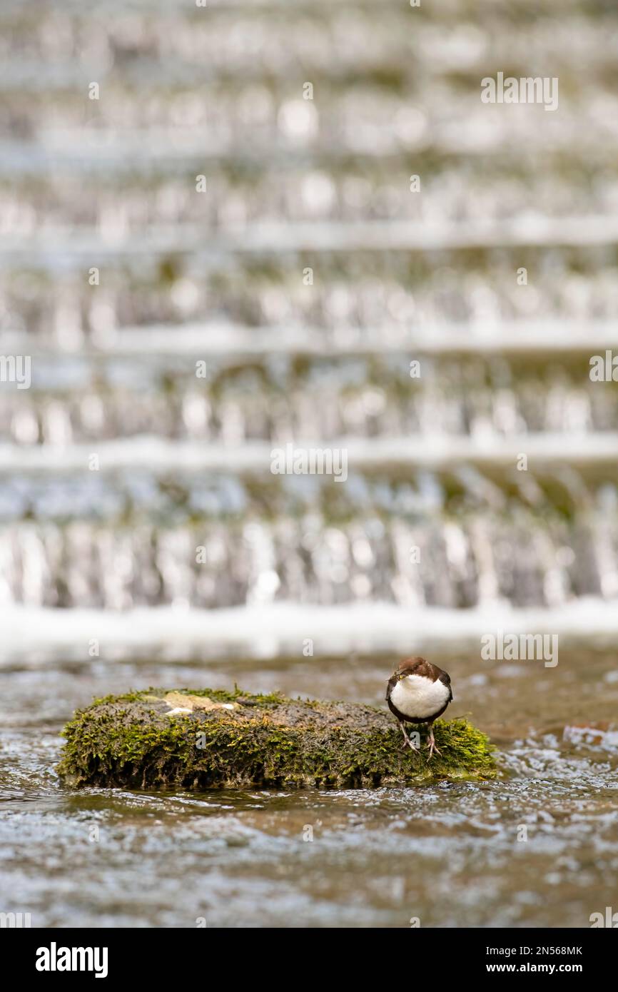 White-breasted dipper (Cinclus cinclus), adult, adult in front of a fish ladder in a running water, feeding in its beak stoneflies (Plecoptera), bank Stock Photo