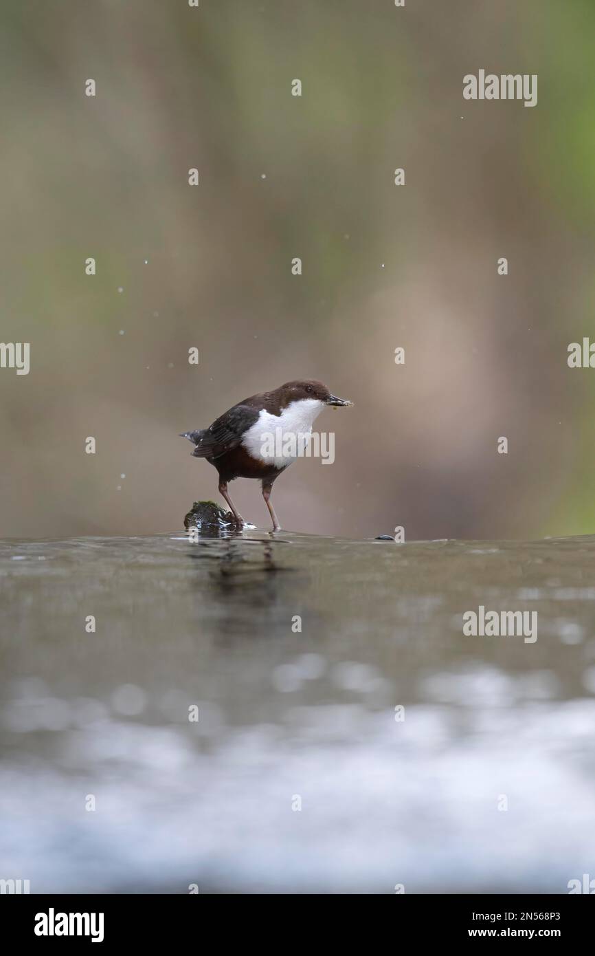 White-breasted dipper (Cinclus cinclus), adult on weir crest in a watercourse, feeding in beak Stoneflies (Plecoptera), bank flies, Teutoburg Forest Stock Photo