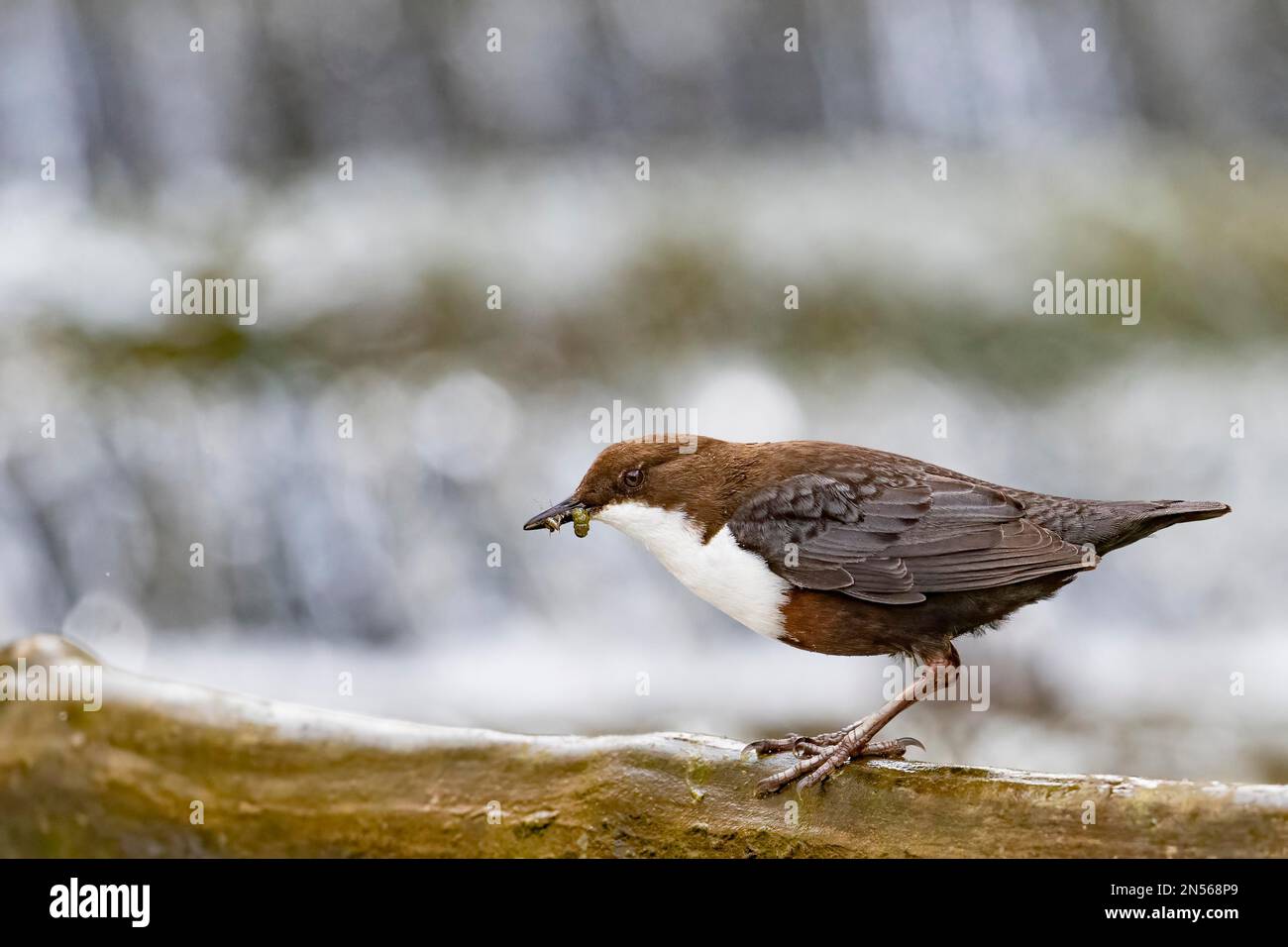 White-breasted dipper (Cinclus cinclus), adult, adult on a branch of a low mountain stream, with food in its beak Stoneflies (Plecoptera), bank Stock Photo