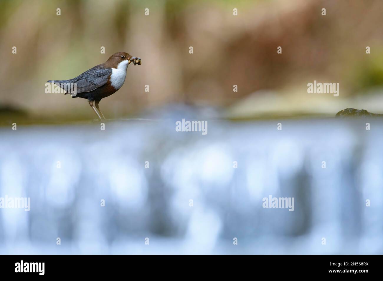 White-breasted dipper (Cinclus cinclus), adult, adult on fish ladder in a running water, feeding in beak caddisfly (Trichoptera) larvae, warm evening Stock Photo