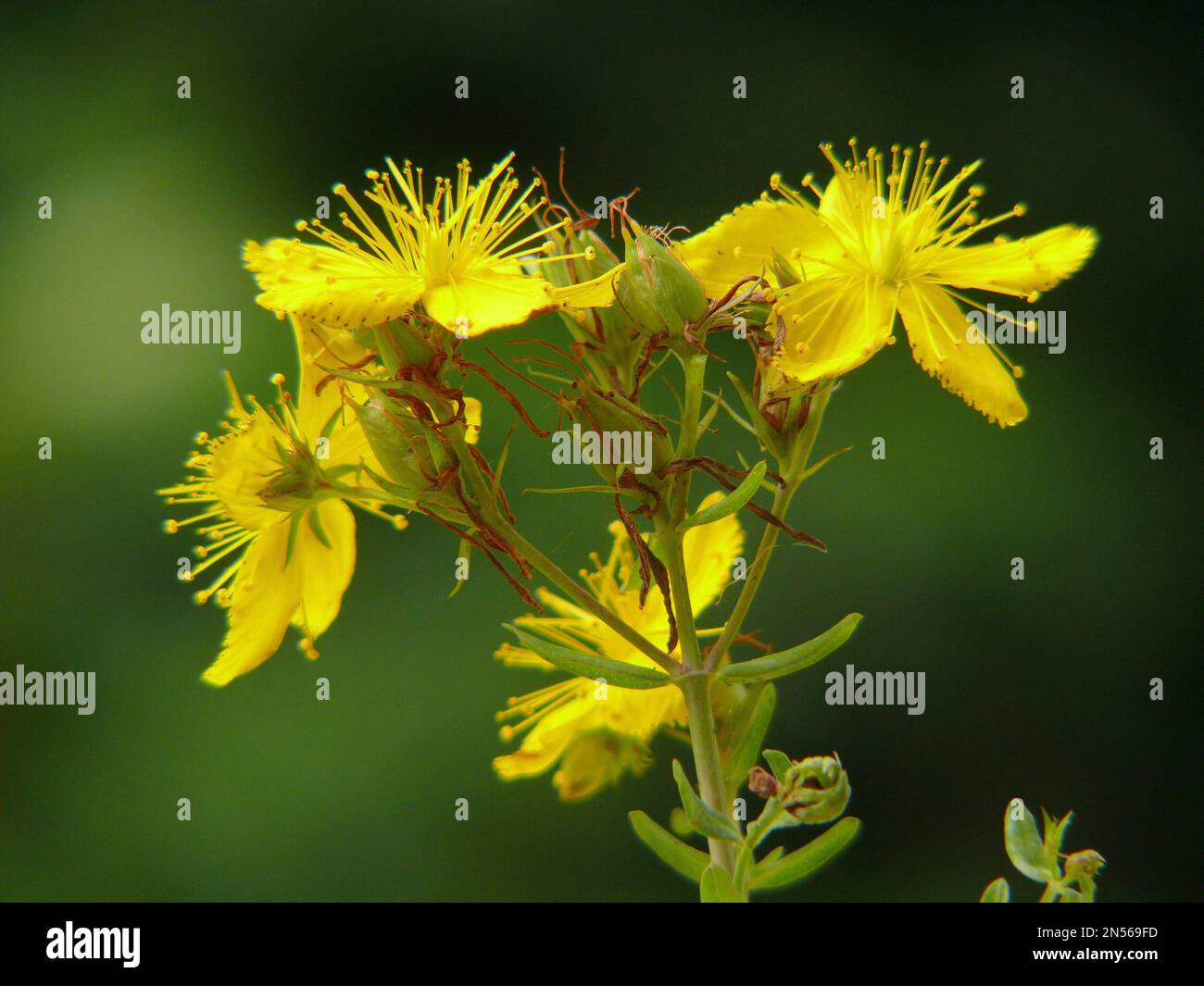 Medicinal plant, St. John's wort flowering, St. John's wort true