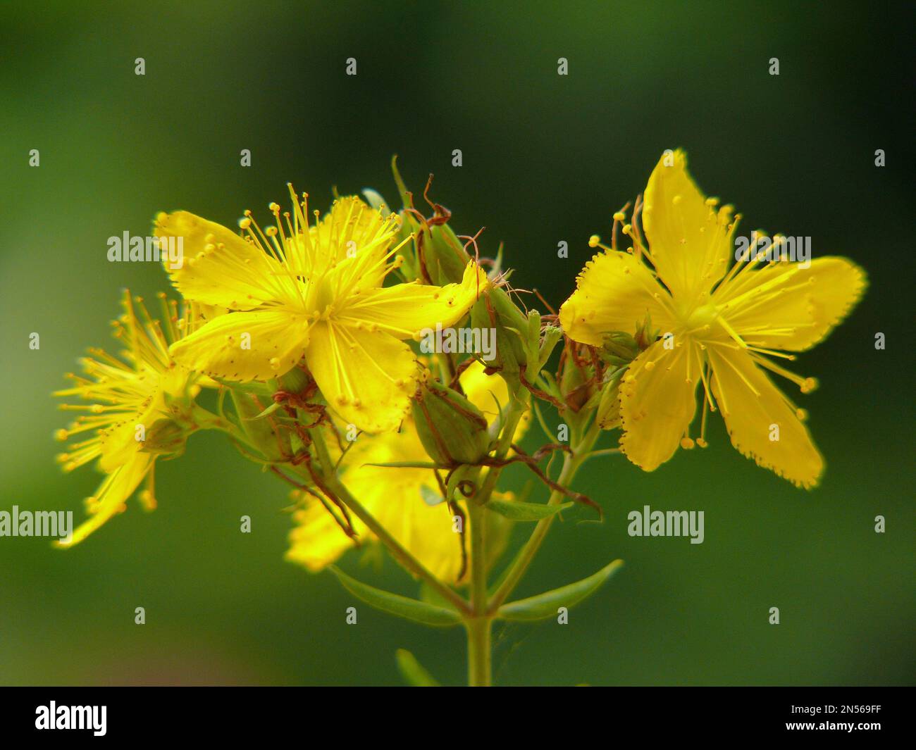 Medicinal plant, St. John's wort flowering, St. John's wort true