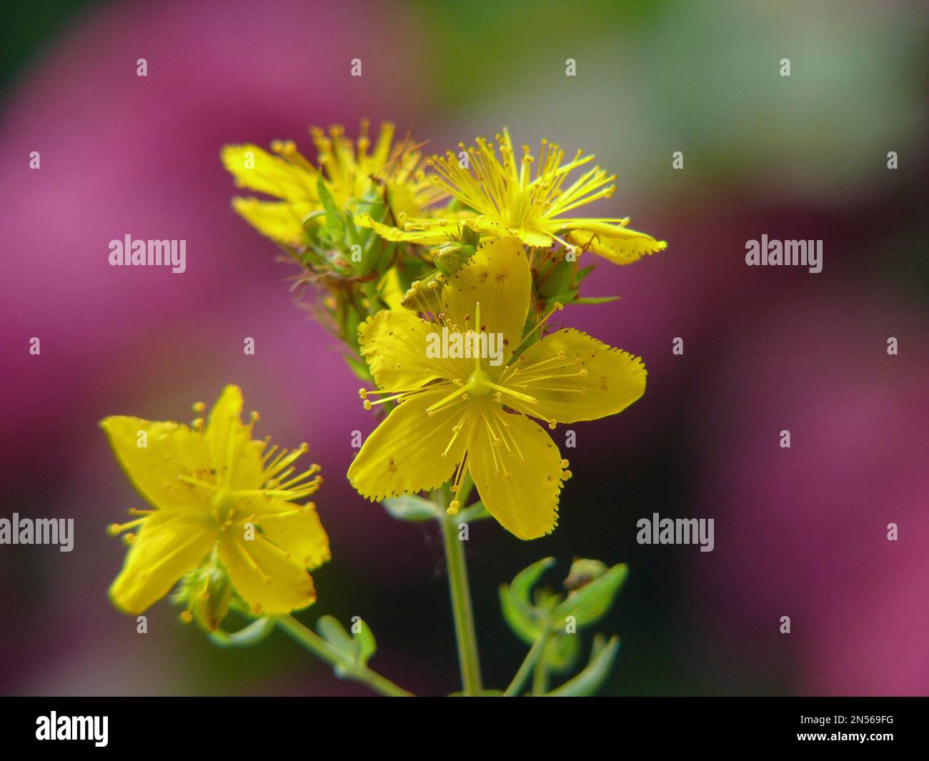 Medicinal plant, St. John's wort flowering, St. John's wort true, Spotted common st john's wort