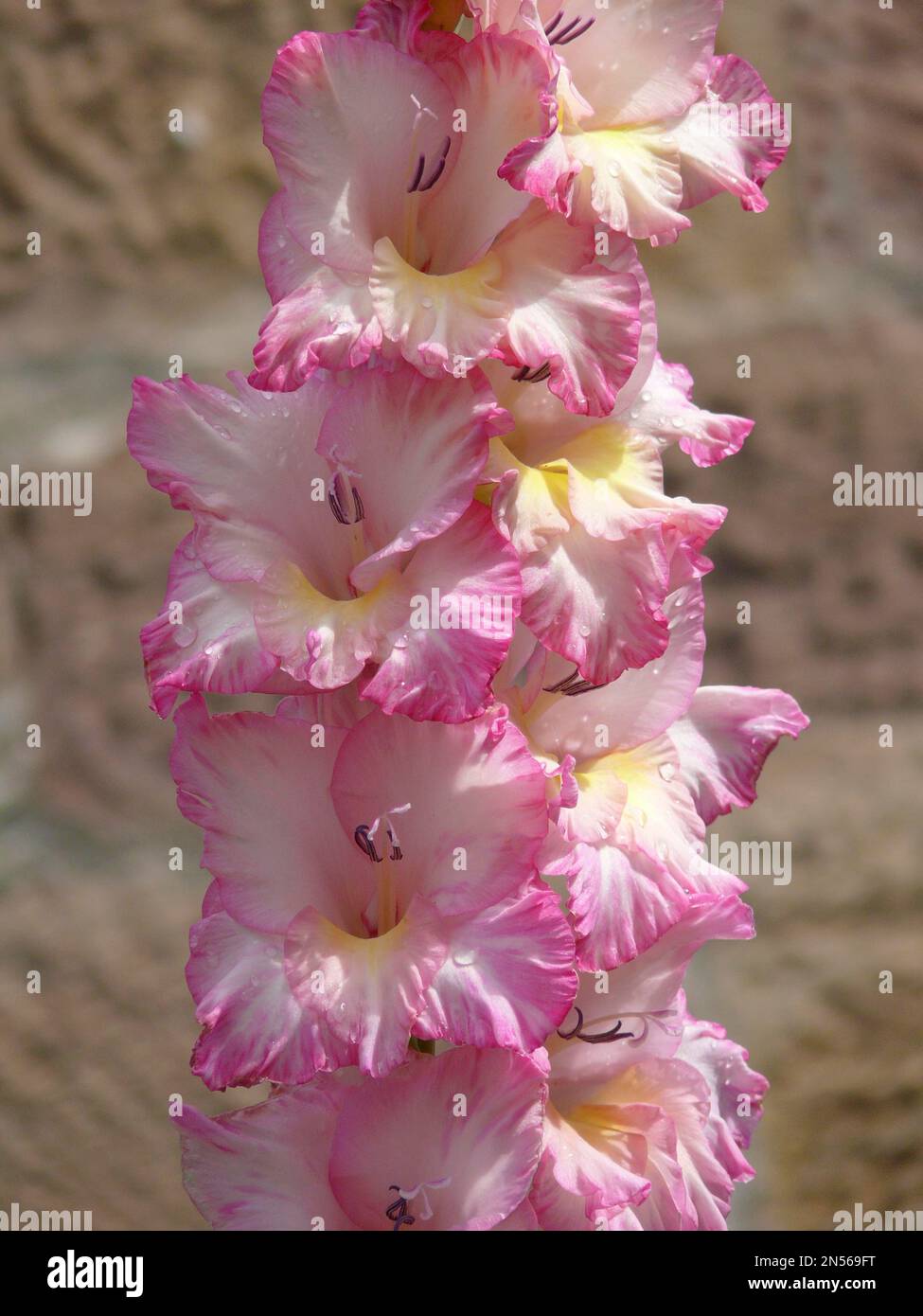 Gladioli (Gladiolus) close-up sword flower Stock Photo