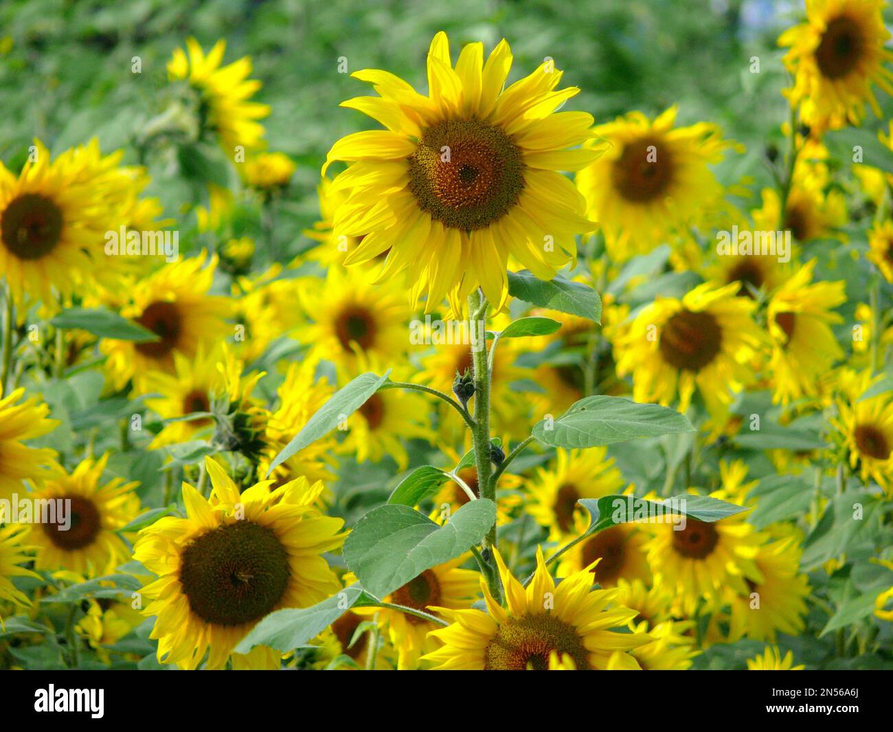 Sunflower (Helianthus annuus) field, sunflower, sunflower Stock Photo ...