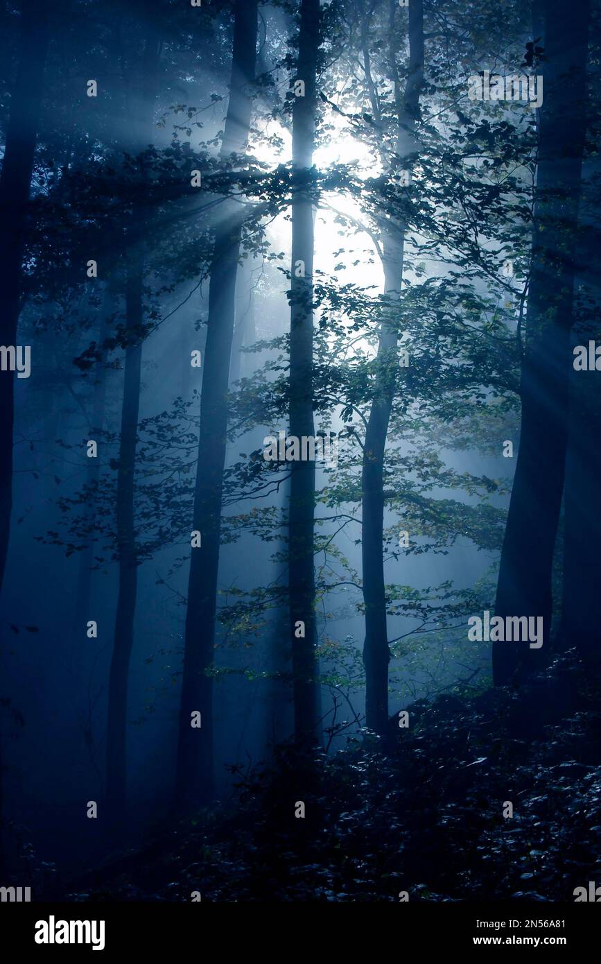 Forest flooded by the morning sun in light mist Stock Photo - Alamy