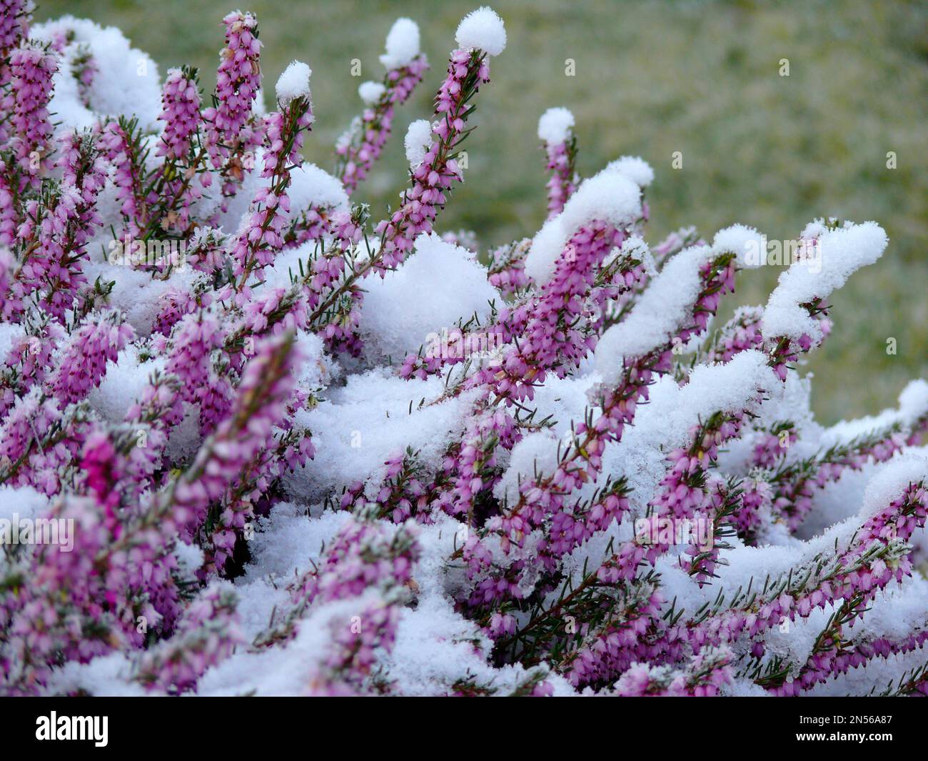 Bell heather (Erica cinerea), Grey bell heather with snow Stock Photo