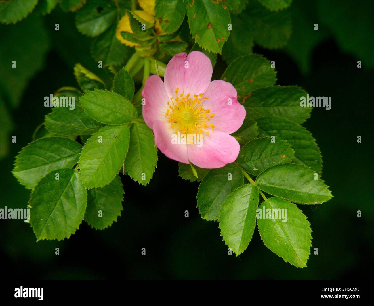 Dog rose (Rosa canina), Dog Rose, Hag Rose Stock Photo - Alamy