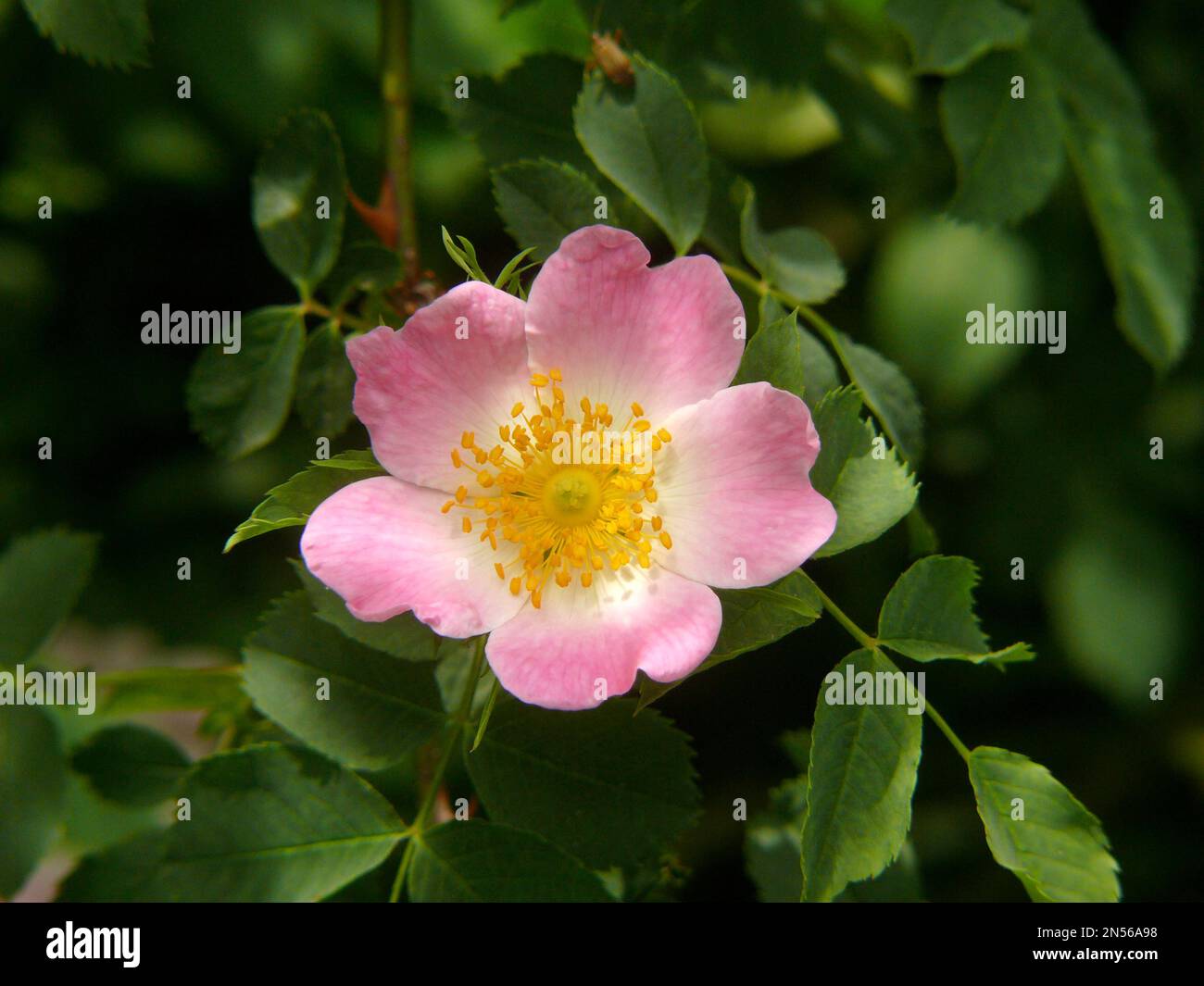 Dog rose (Rosa canina), Dog Rose, Hag Rose Stock Photo - Alamy