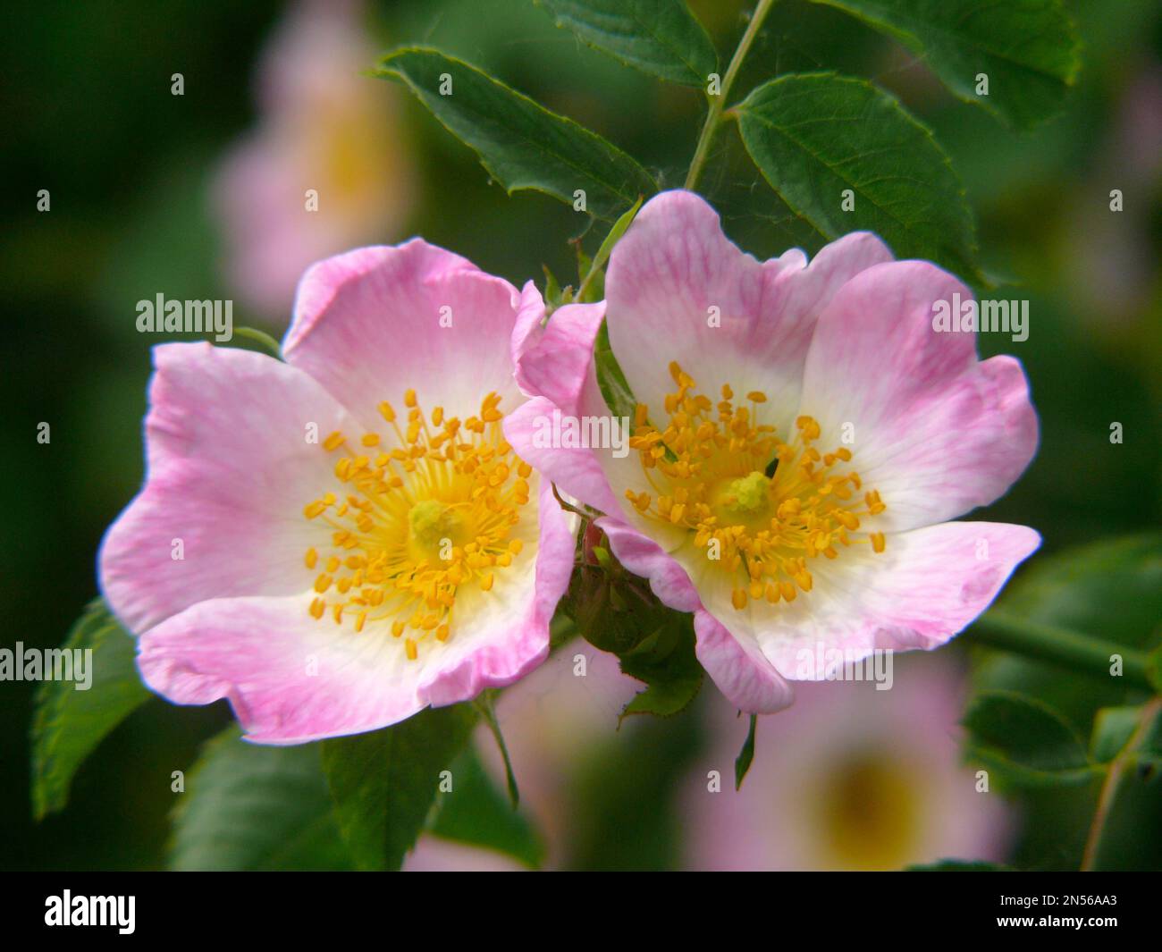 Dog Rose (rosa Canina), Dog Rose, Hag Rose Stock Photo - Alamy