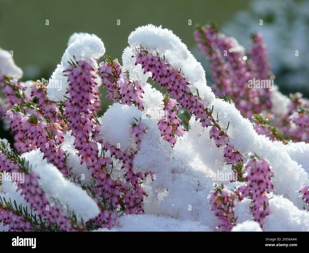 Bell heather (Erica cinerea), Grey bell heather with snow Stock Photo