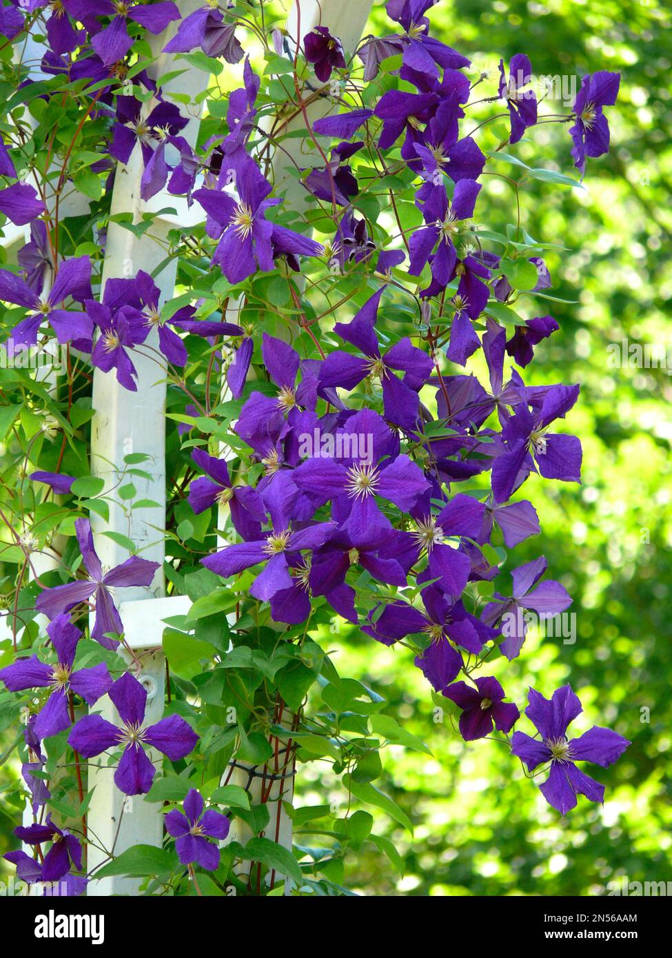 Clematis hybrid purple flowering, climbing arch, climbing aid Stock Photo