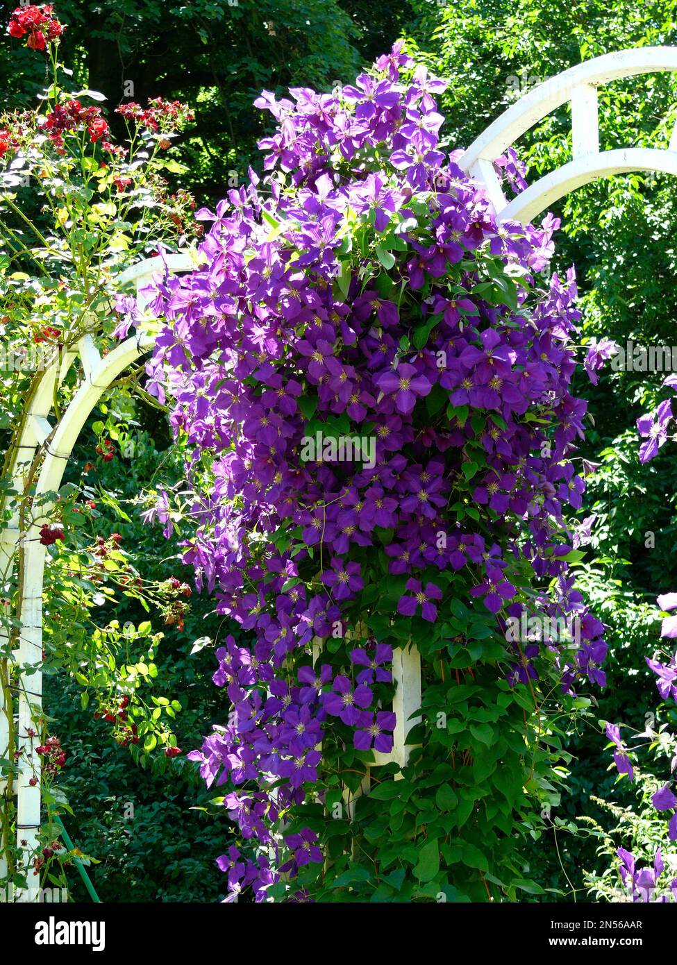 Clematis hybrid purple flowering, climbing arch, climbing aid Stock Photo