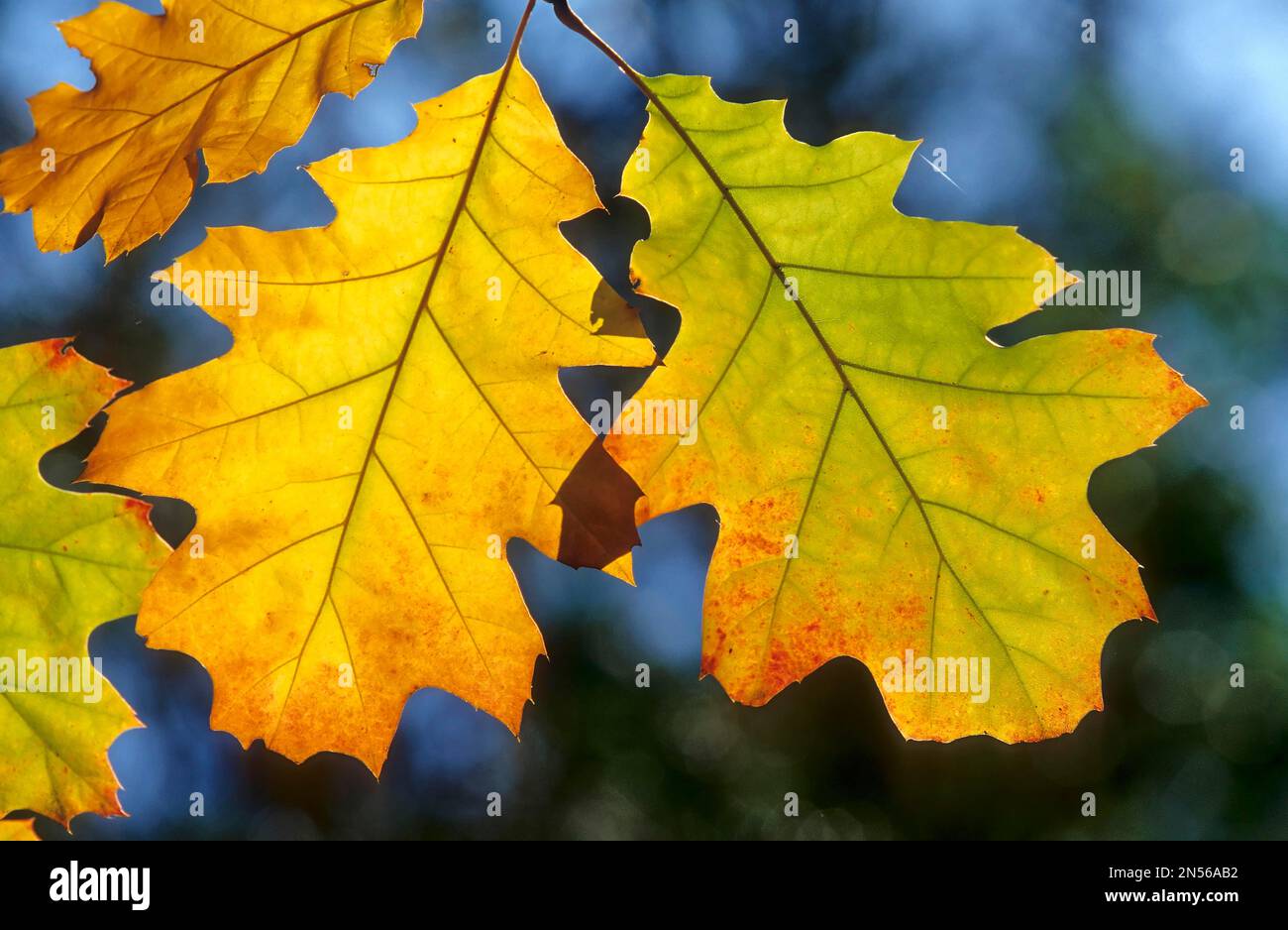 Red Oak, Leaf, northern red oak (Quercus rubra), American Red Oak Stock