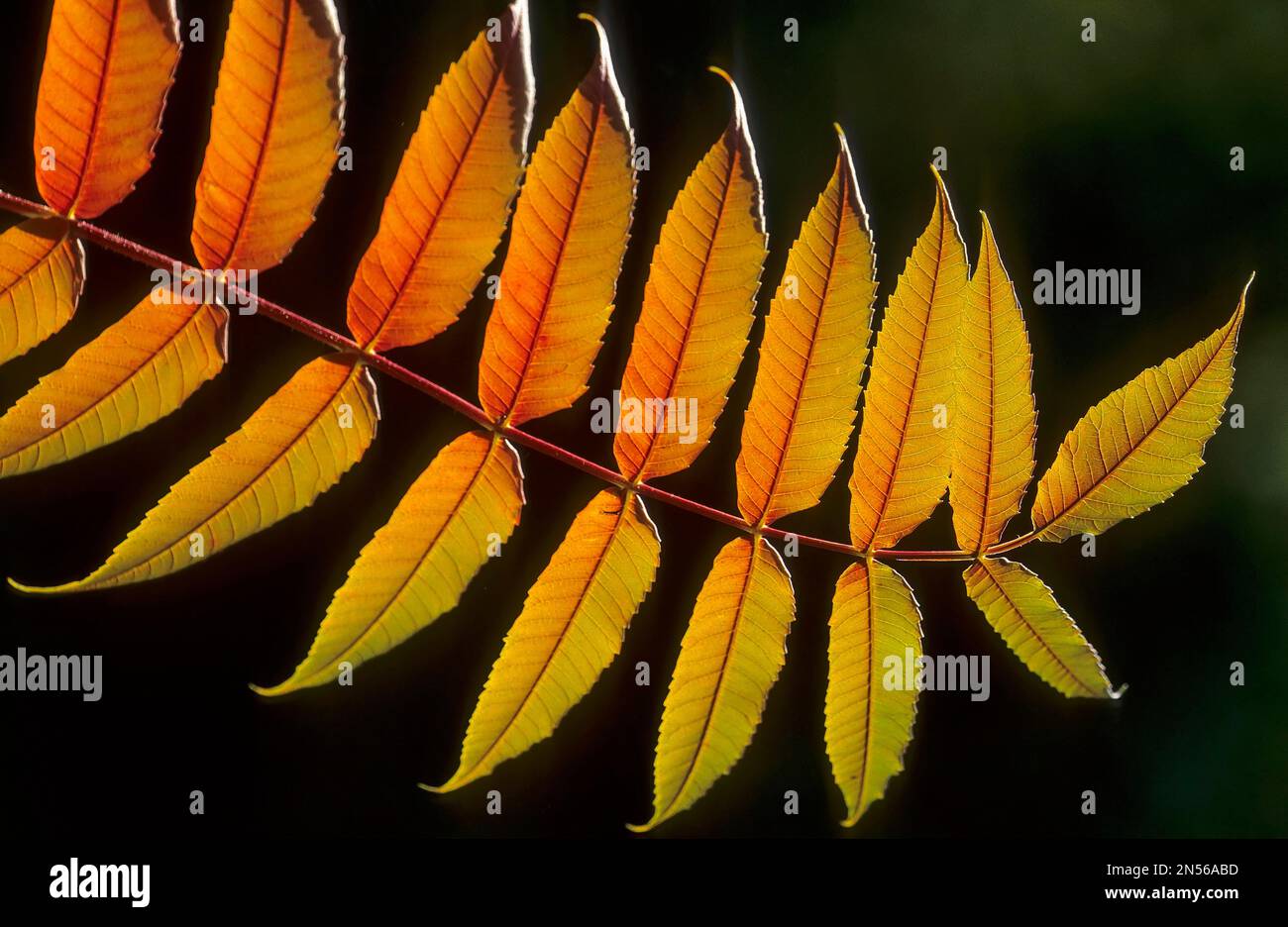 Vinegar tree, staghorn sumac (Rhus hirta), leaves Stock Photo