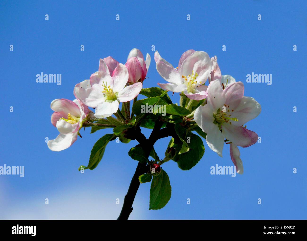 Spring Apple Apple blossom branch in spring, apple tree (Malus Stock Photo - Alamy