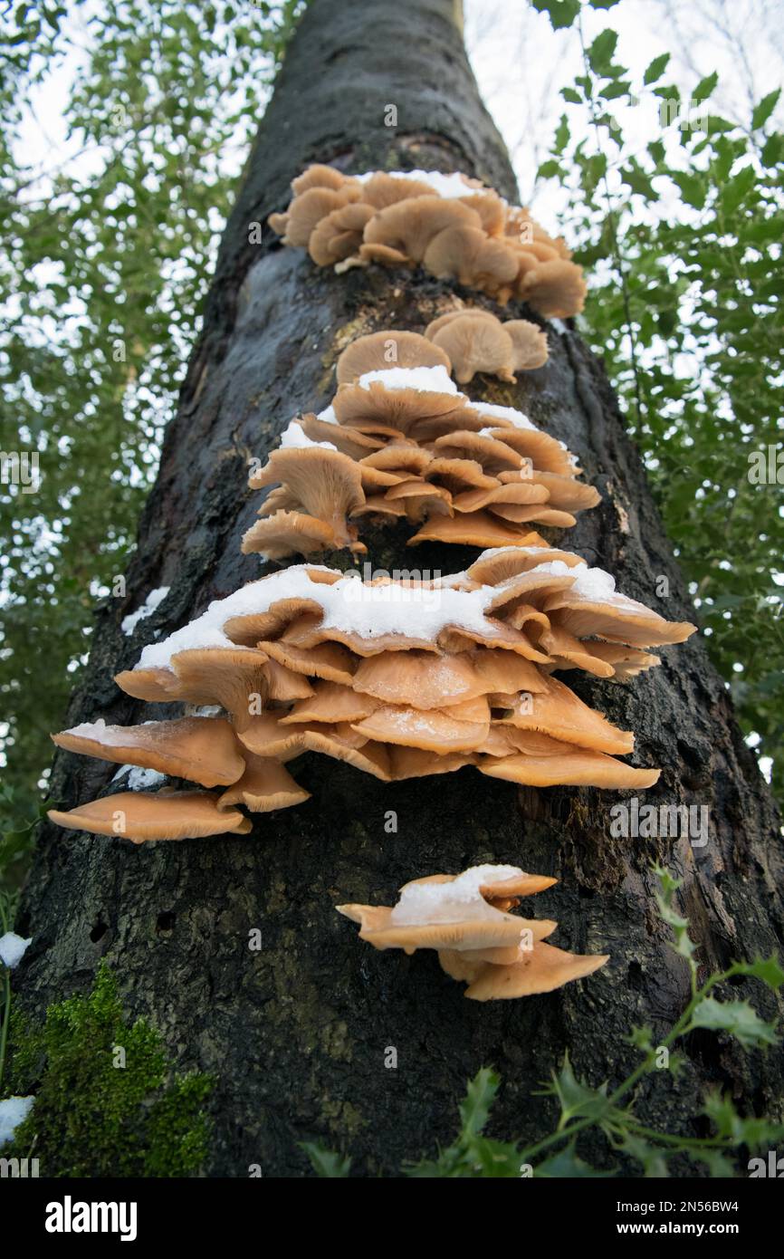 Oyster mushroom (Pleurotus ostreatus), with snow in winter on copper beech (Fagus sylvatica