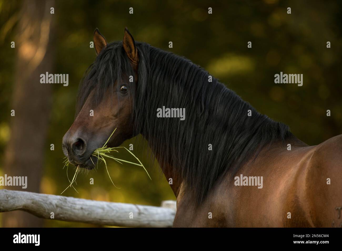 Brown Pura Raza Espanola stallion stands at the fence and looks