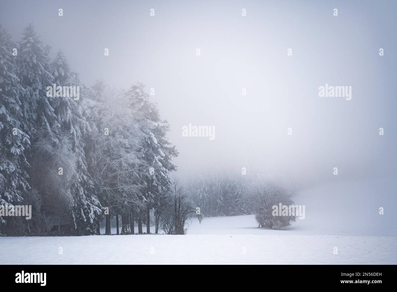 Forest border in snow and fog, Calw, Black Forest, Germany Stock Photo