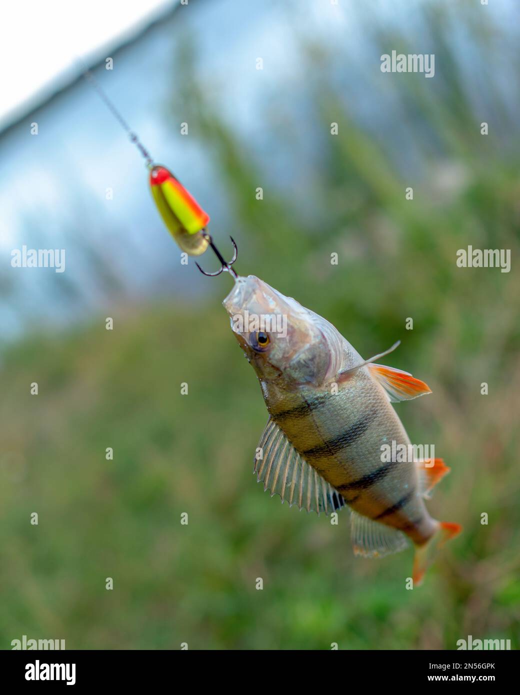 Luring fish hi-res stock photography and images - Alamy