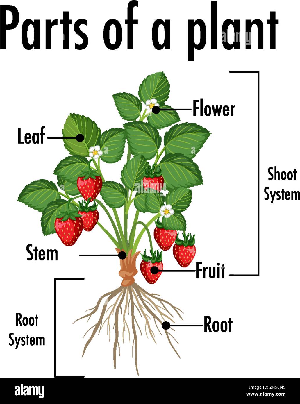 Parts Of Plants Diagram