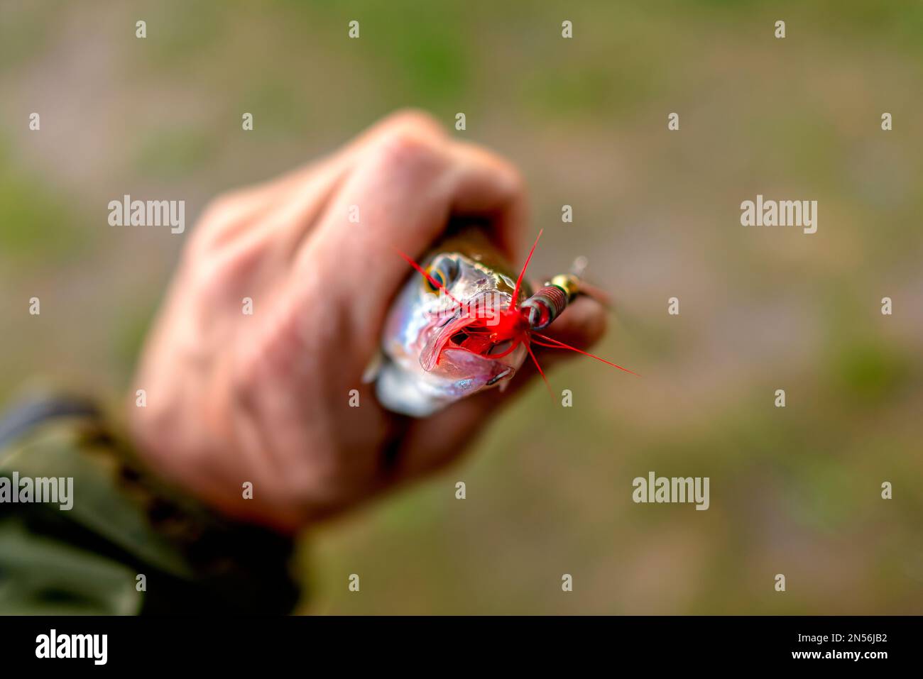 A small red tail on the hook of the fishing lure of the spinner protrudes from the mouth of the caught fish perch clutched in the hand of the angler. Stock Photo