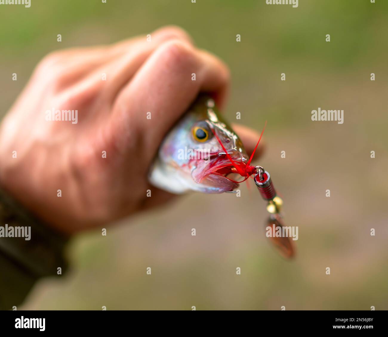The red tail on the triple hook of the fishing lure of the spinner protrudes from the mouth of the caught perch fish clutched in the hand of the angle Stock Photo