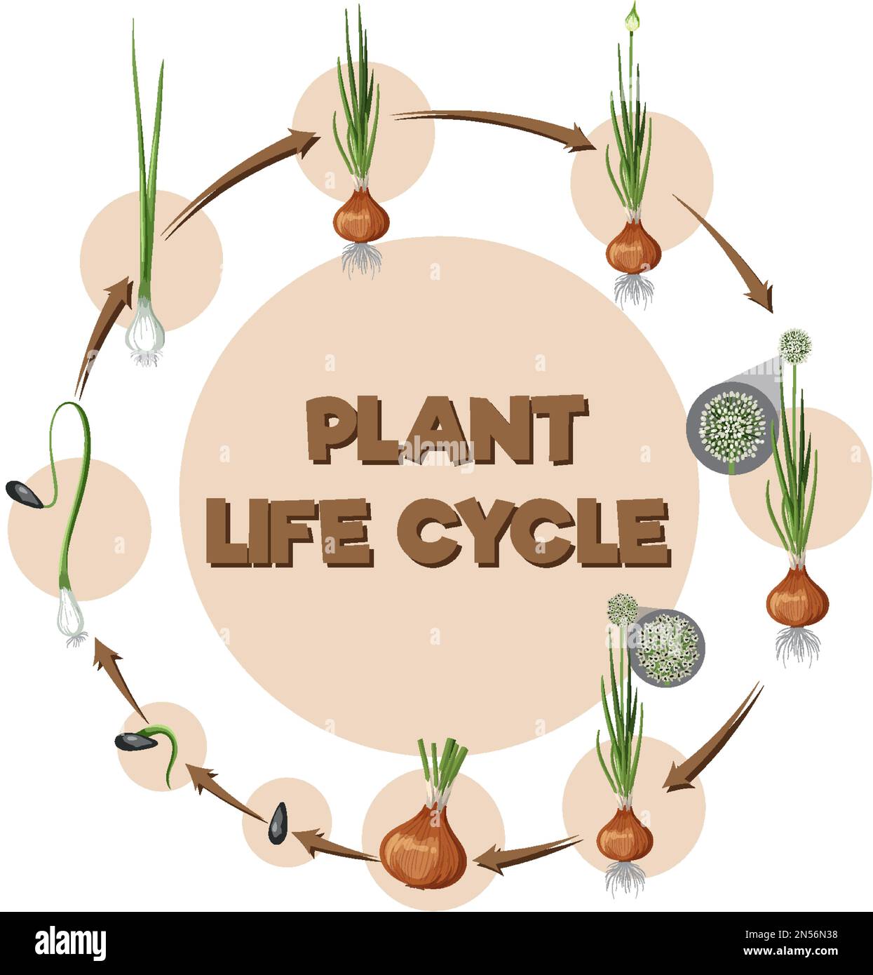 Diagram showing onion life cycle illustration Stock Vector Image & Art