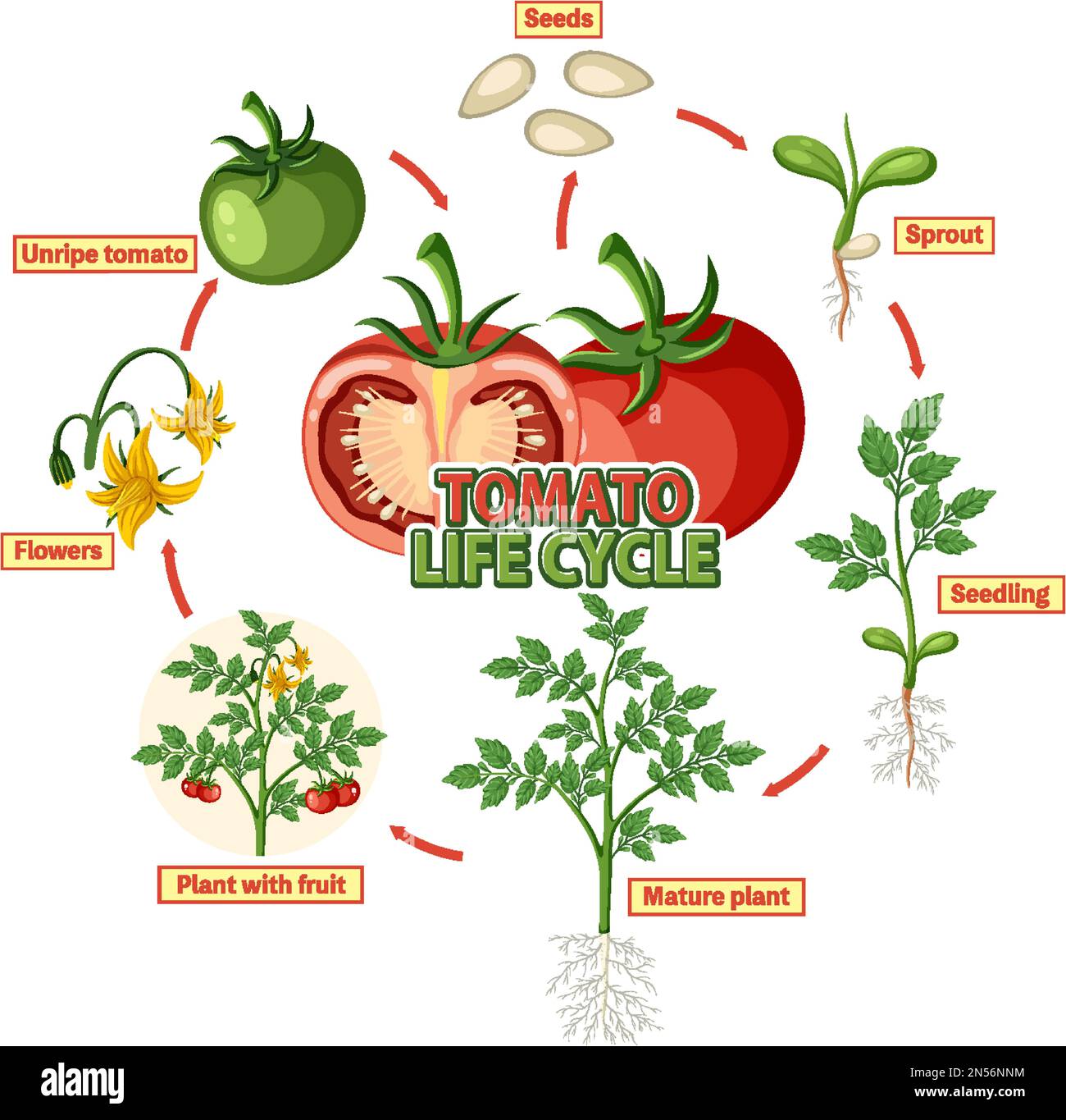 Life Cycle Of A Tomato Plant Diagram Illustration Stock Vector Image