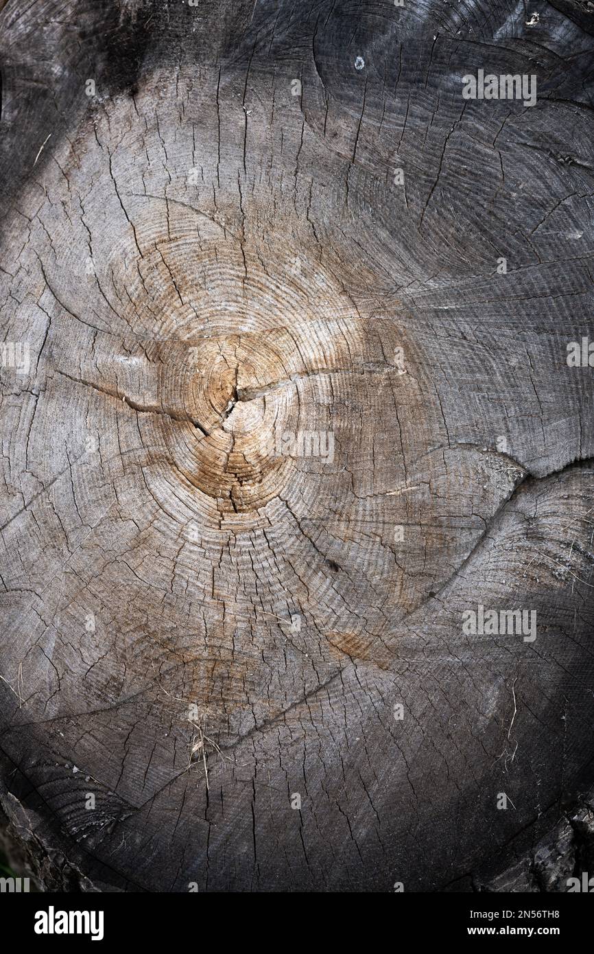 Tree stump illuminated by light in the forest. Selective focus. Stock Photo