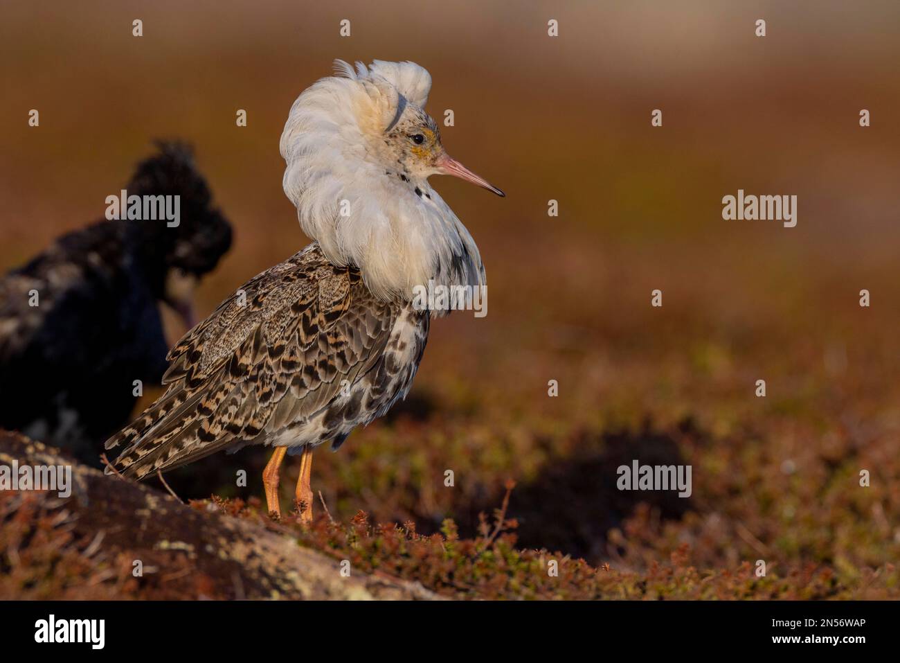 Ruff (Philomachus pugnax), 2 males, splendid plumage, 1x white ruff, puffed up, 1x black ruff, courtship display, courtship arena, Varanger Stock Photo