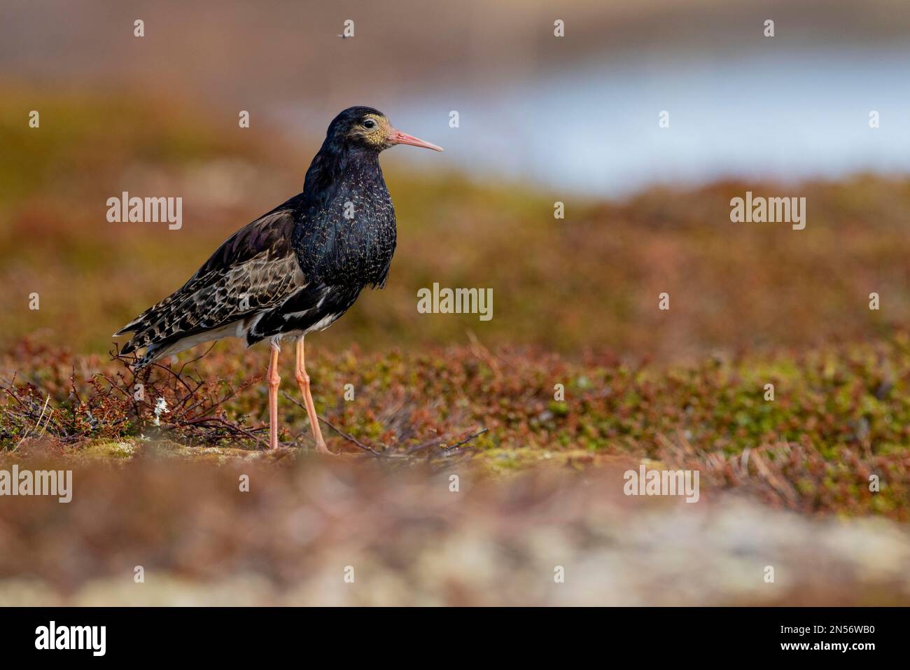 Black ruff hi-res stock photography and images - Alamy
