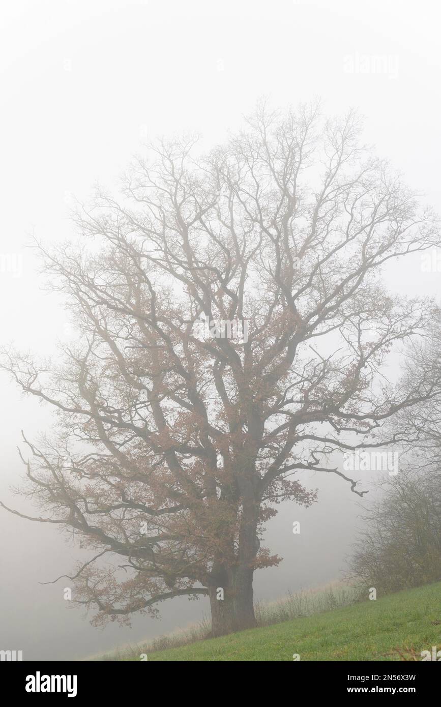Gnarled oak tree (Quercus) in dense fog, North Rhine-Westphalia, Germany Stock Photo