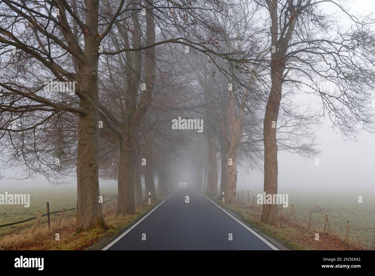 Tree-lined avenue in early morning fog, car driving with dipped headlights, North Rhine-Westphalia, Germany Stock Photo