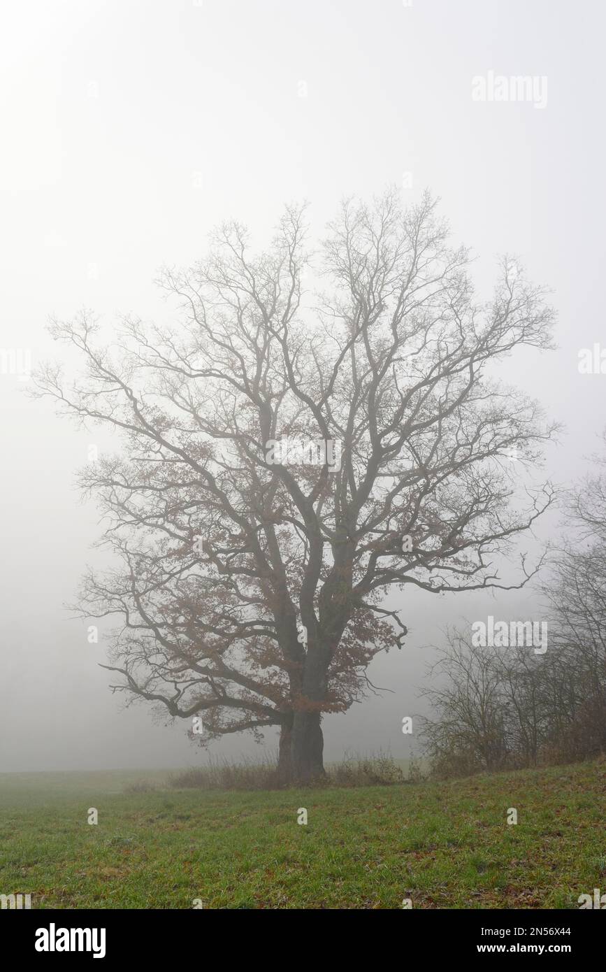 Gnarled oak tree (Quercus) in dense fog, North Rhine-Westphalia, Germany Stock Photo