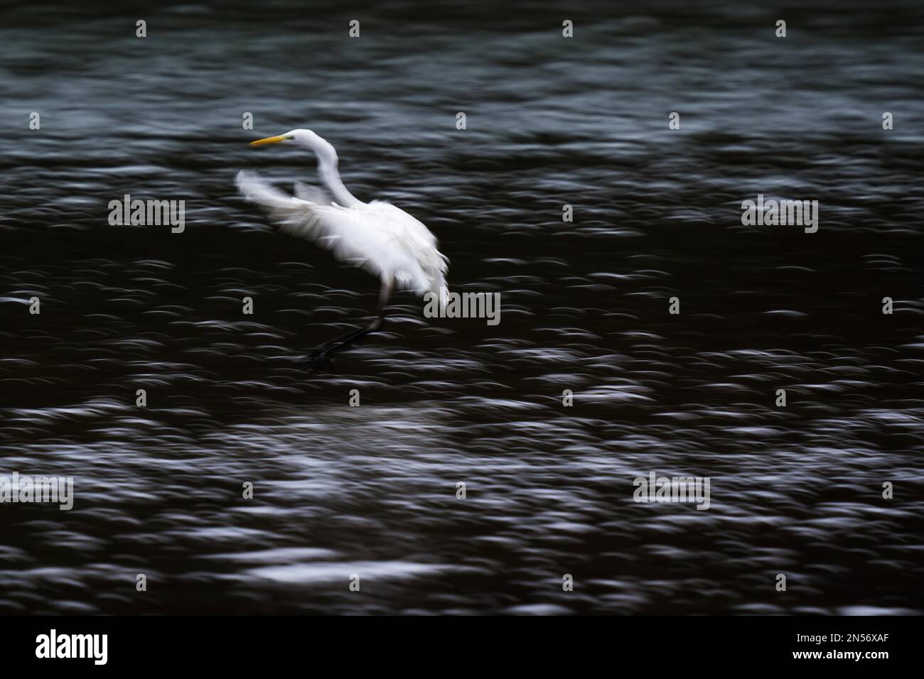 Great egret (Ardea alba) landing in the water, pull-along, motion blur, Hesse, Germany Stock Photo