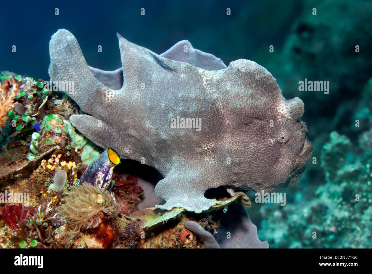 Giant frogfish (Antennarius commerson), also giant frogfish, grey, Lake Sawu, Pacific Ocean, Komodo National Park, Lesser Sunda Islands, East Nusa Stock Photo