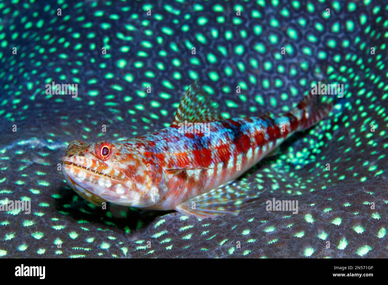 Reef variegated lizardfish (Synodus variegatus) lying on stone coral (Favites pentagona) with closed polyps, Lake Sawu, Pacific Ocean, Komodo Stock Photo