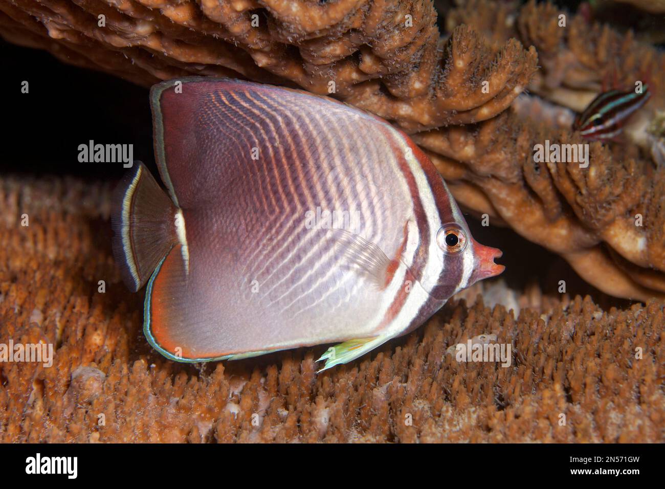 Pacific baroness butterflyfish (Chaetodon baronessa), Lake Sawu, Pacific Ocean, Komodo National Park, Lesser Sunda Islands, East Nusa Tenggara Stock Photo