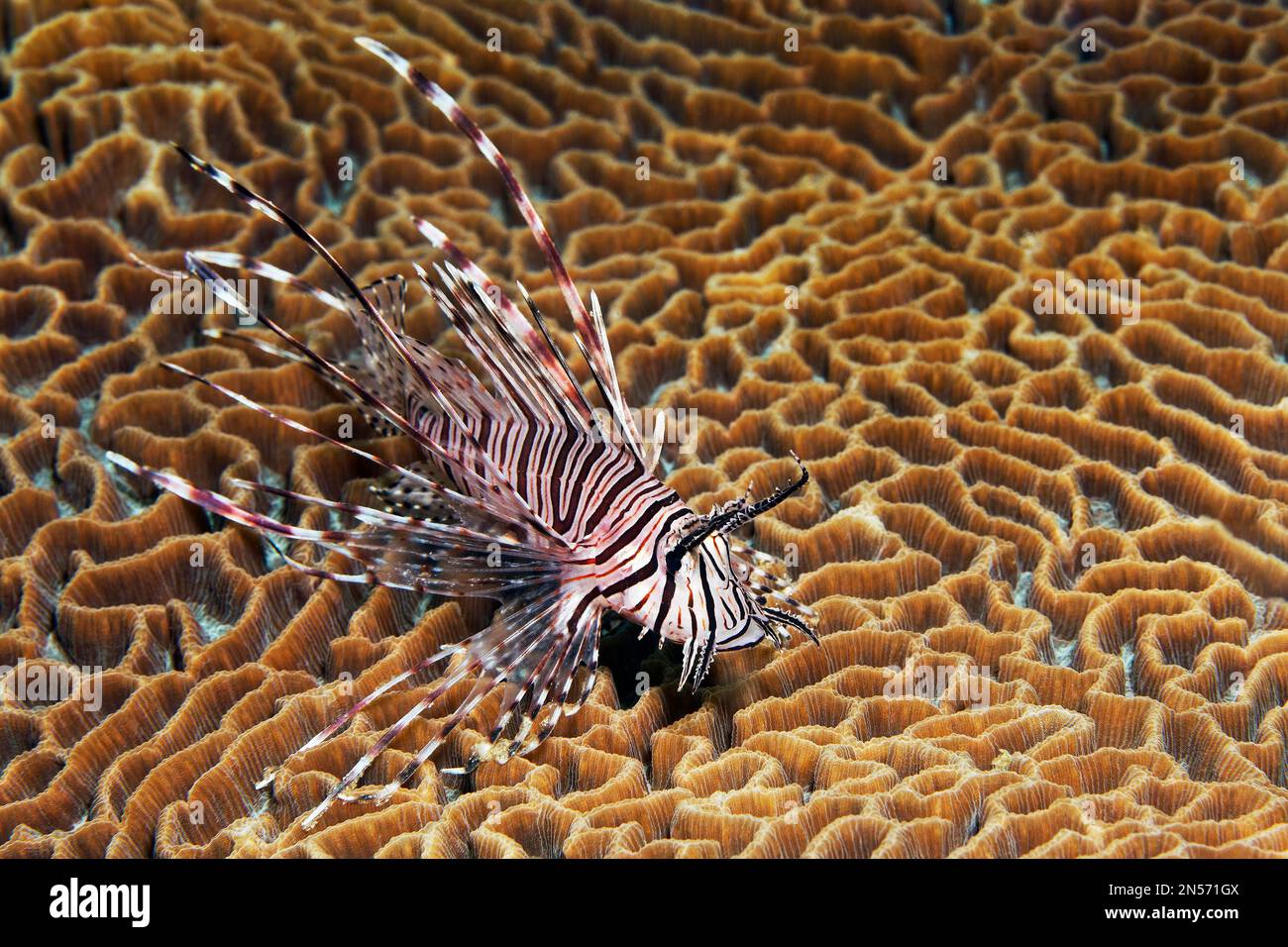Pacific red lionfish (Pterois volitans) on Favia lesser valley coral (Platygyra lamellina), Lake Sawu, Pacific Ocean, Komodo National Park, Lesser Stock Photo