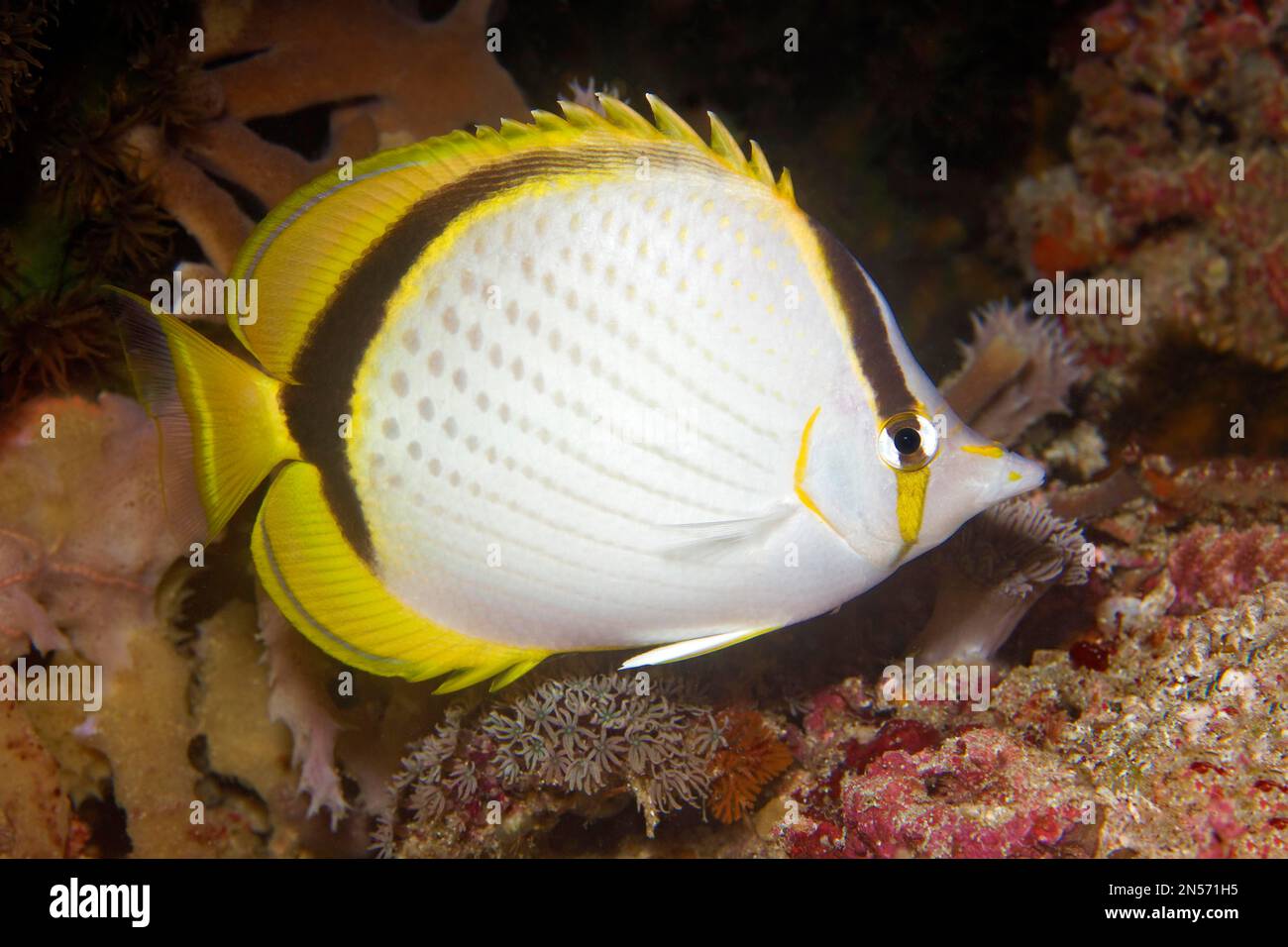 Yellow-dotted butterflyfish (Chaetodon selene), Lake Sawu, Pacific Ocean, Komodo National Park, Lesser Sunda Islands, East Nusa Tenggara Province Stock Photo