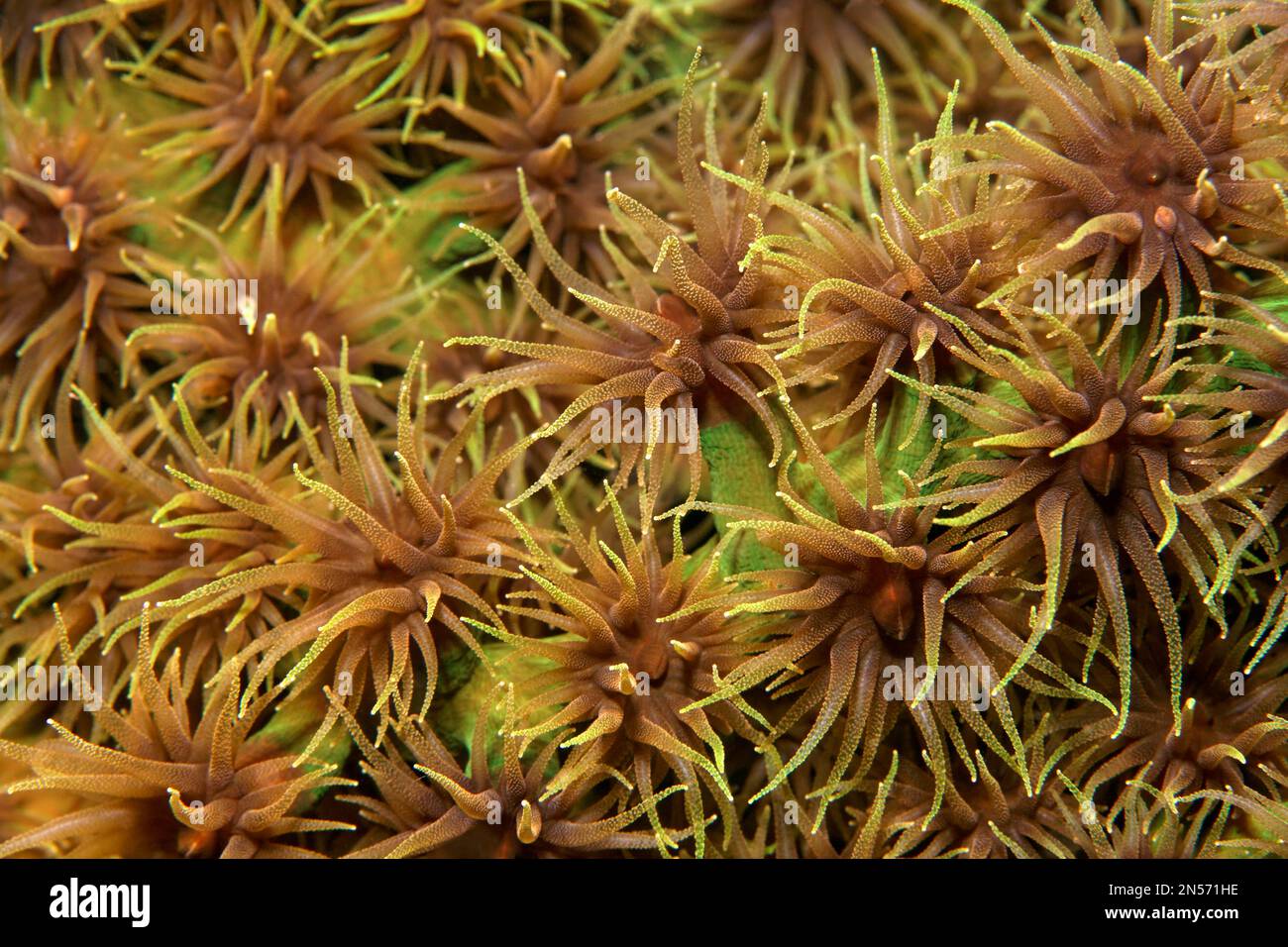 Opened polyps, polyp, black sun coral (Tubastraea micranthus), green