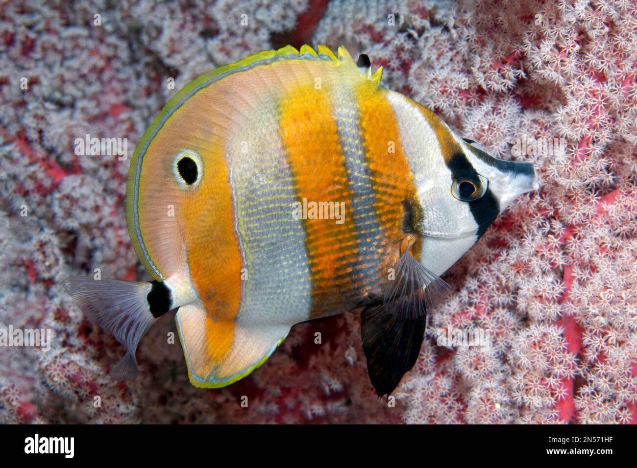 Golden-girdled coralfish (Coradion chrysozonus), yellow, Lake Sawu, Pacific Ocean, Komodo National Park, Lesser Sunda Islands, East Nusa Tenggara Stock Photo