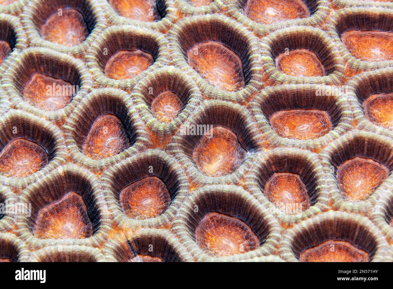 Lesser valley coral (Favia) detail with retracted polyps, Lake Sawu, Pacific Ocean, Komodo National Park, Lesser Sunda Islands, East Nusa Tenggara Stock Photo