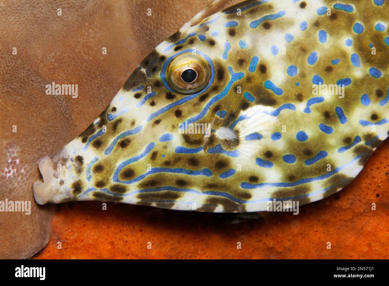 Portrait scrawled filefish (Aluterus scriptus), Sawusee, Pacific Ocean, Komodo National Park, Lesser Sunda Islands, East Nusa Tenggara Province Stock Photo