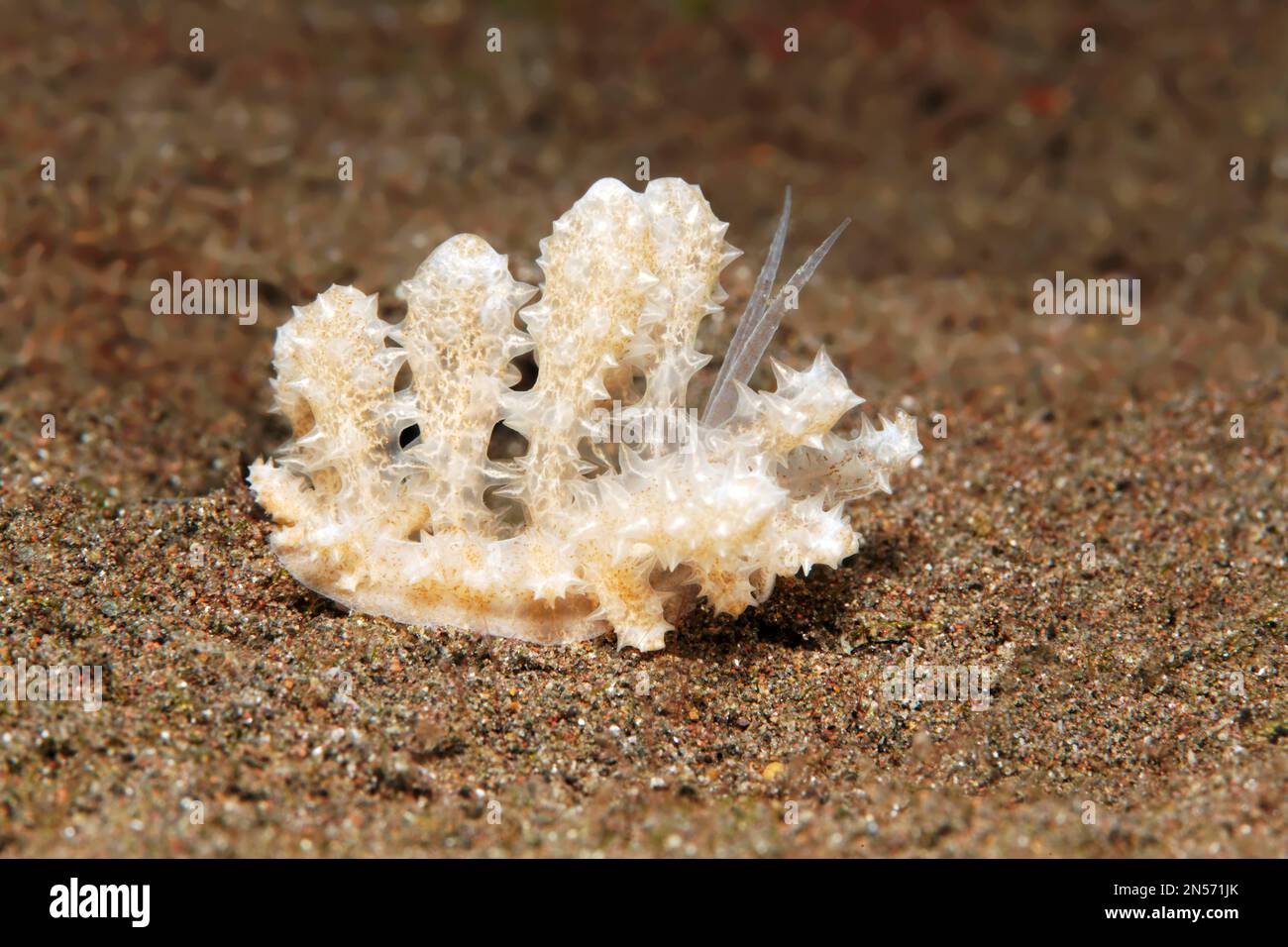 Cryptic phyllodesmium (Phyllodesmium crypticum), on sandy bottom, Lake Sawu, Pacific Ocean, Komodo National Park, Lesser Sunda Islands, East Nusa Stock Photo