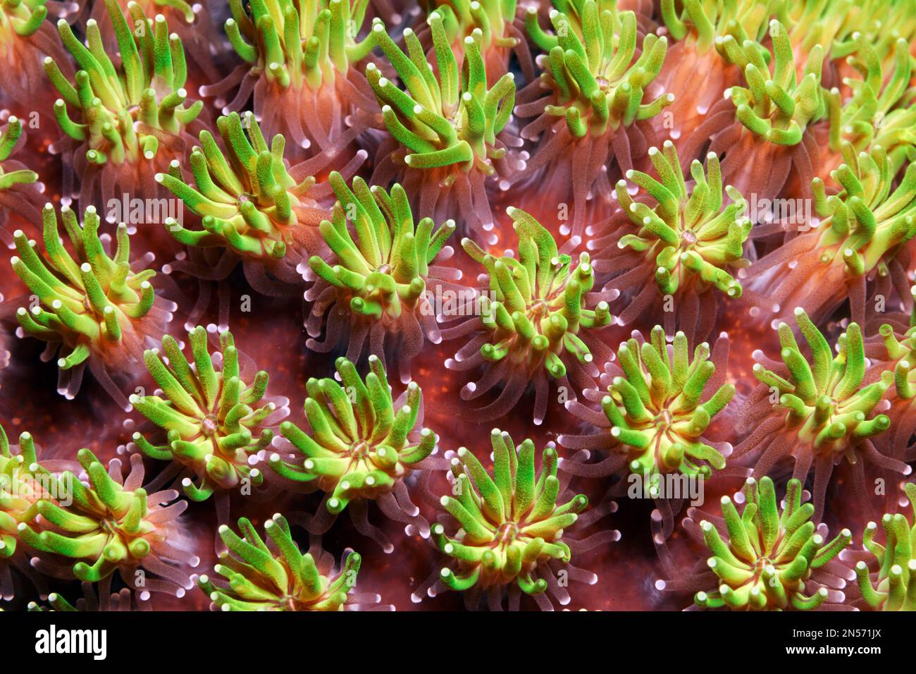 Polyp, polyp, Galaxea octopus coral (Galaxea fascicularis), detail, green, Lake Sawu, Pacific Ocean, Komodo National Park, Lesser Sunda Islands, East Stock Photo