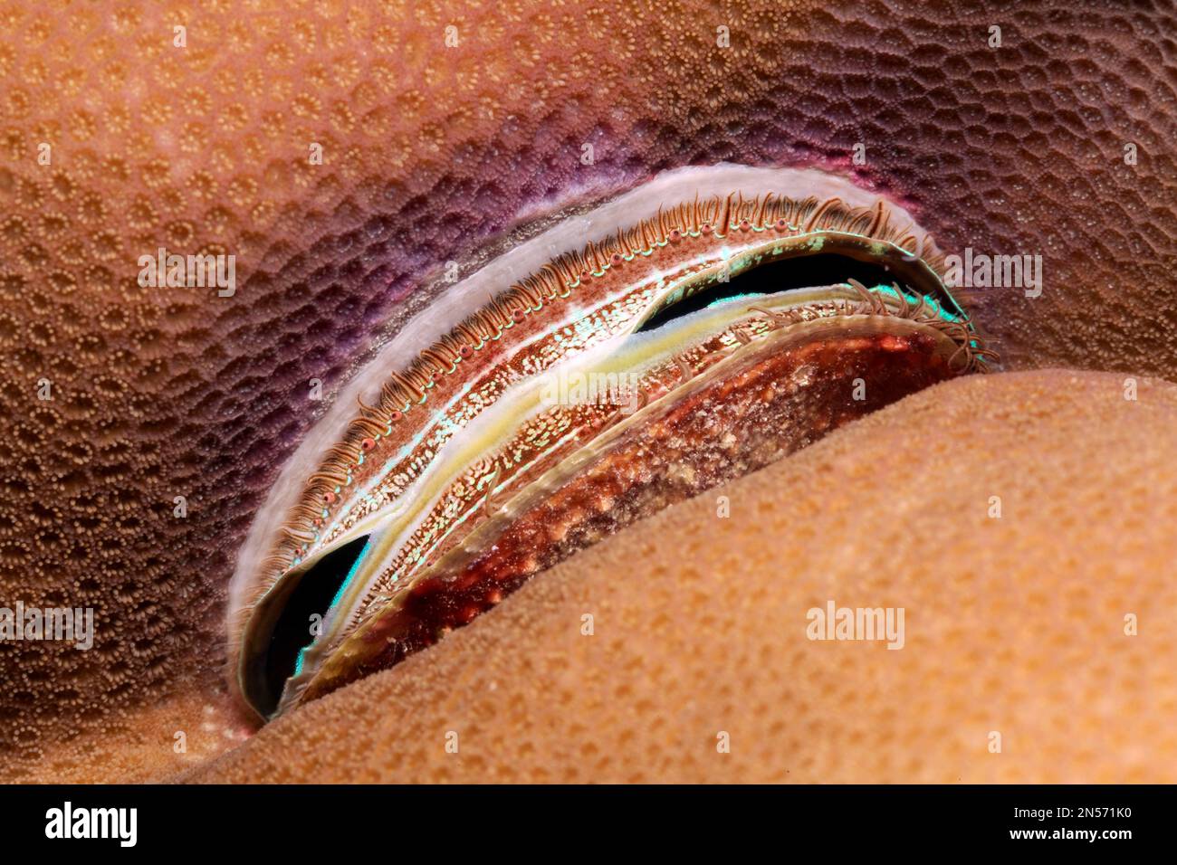 Scallop (Pedum spondyloideum) grown into stone coral (Scleractinia