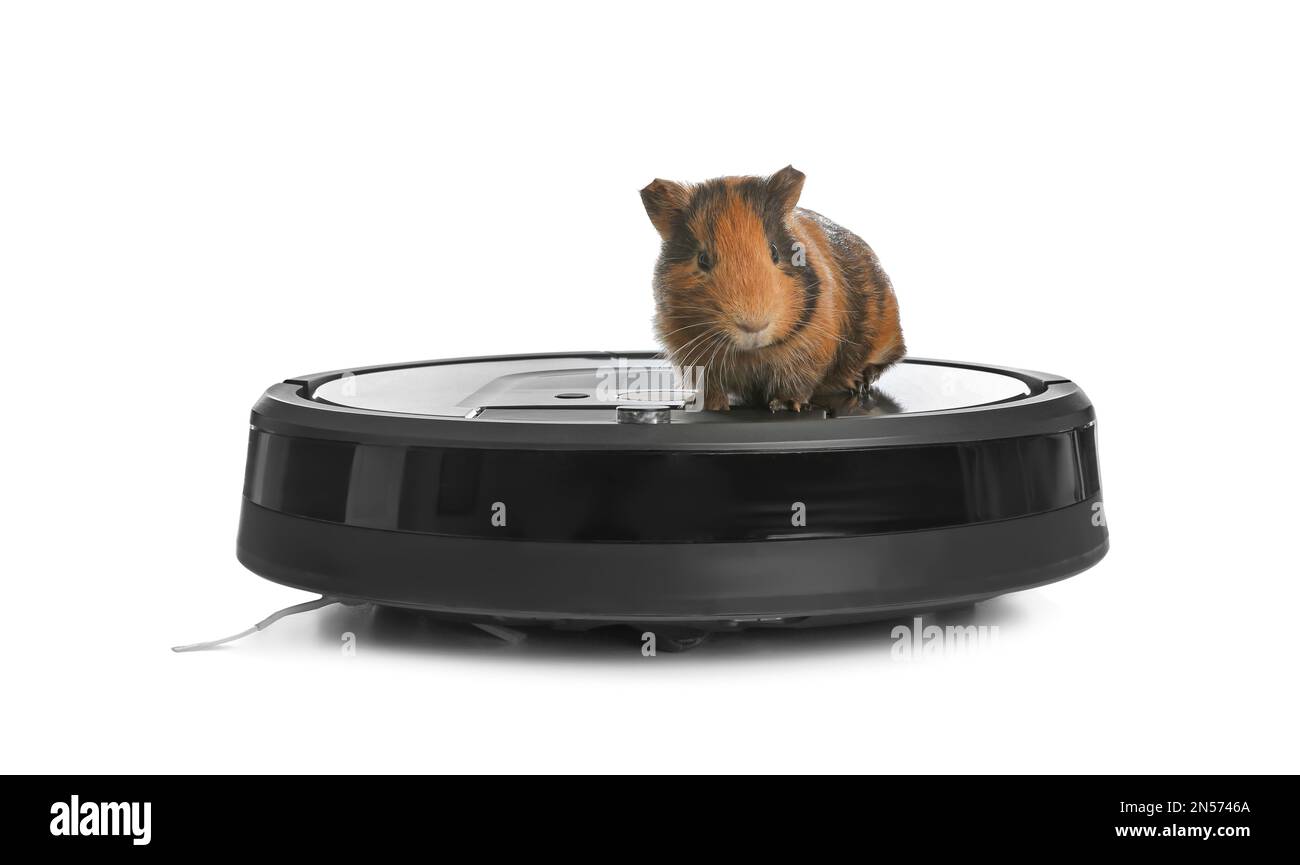 Modern robotic vacuum cleaner and guinea pig on white background Stock