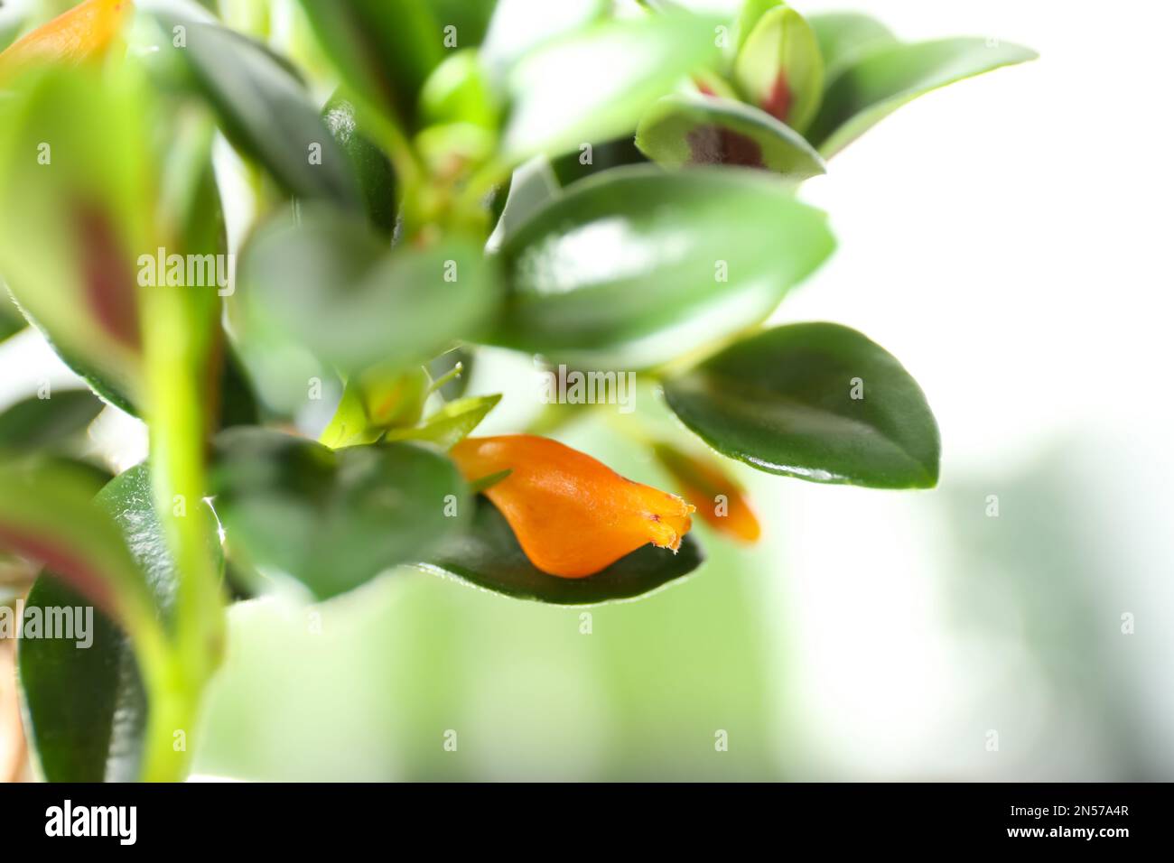 Leaves of beautiful Goldfish plant, closeup view Stock Photo